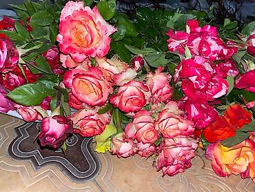 Роза: Продаю Розы ОПТОМ!!! На продажу есть розы в большом количестве разных — 22