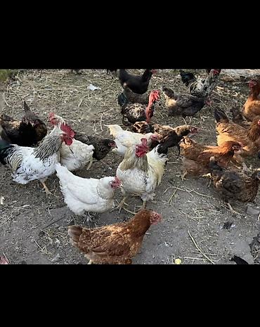 голуби птицы животные: Продаю | Куры | Домашняя | Для разведения — 2