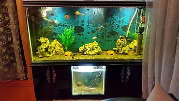 kristal yem mmc: Akvarium-şkaf, 1000 l, Pulsuz çatdırılma — 2