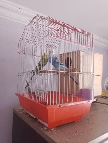 geref quşu: Satılır təcili qəfəslə birgə 40 manat razılaşmaqda olar.070 492 02 52