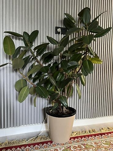 Диффенбахии: Комнатные растения в декоративных горшках - Диффенбахия крупнолистная — 49