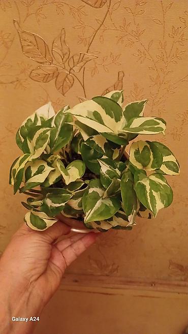 Сингониумы: Коллекция комнатных растений — подборка декоративно-лиственных — 13