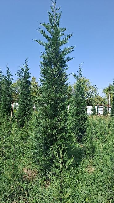 profil allah sekilleri: Hündür ətli leyland sipresi (Leyland cypress) fidanları - Hündürlük — 4