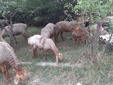 собака доберман сколько стоит: Сатам | Кочкор (эркек) | Көбөйтүү үчүн