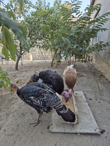 Akvarium aksessuar və ləvazimatları: Salam Amerika sortu hindusqa (oluqdan çıxma tarix - 17 aprel 2025) 2