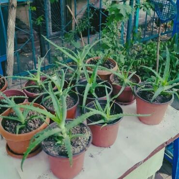 Алоэ: Алоэ и кактусы👈 🌵алоэ от 200 сом за один👈 🌵рассада кактуса "Красный