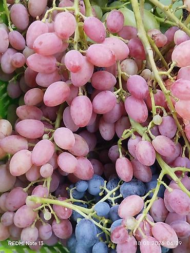 Виноград: Продажа саженцев винограда и фундука осенняя для посадки,как и at lalafo.kg — 14 Виноград: Продажа саженцев винограда и фундука осенняя для посадки,как и — 14