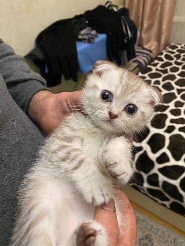 Pişiklər: Britan yastı qulaq, Erkək, Dişi, Yaxşı əllərə, Ünvandan götürmə, Pulsuz çatdırılma, Ödənişli çatdırılma — 63