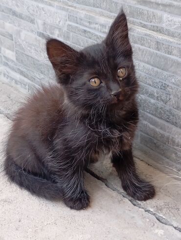 1 мальчик 2 котенка: Кошка даром: Беспородная, 4 месяца, Мальчик