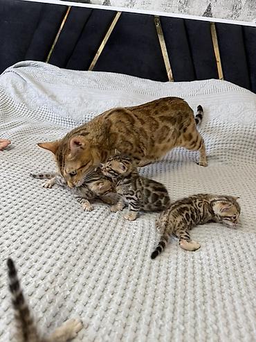 кошка шатланка: Бенгальские котята (помёт от чистокровной бенгальской кошки) Готовы к — 2