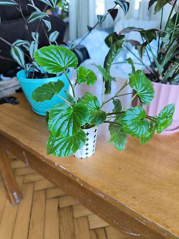 ucuz gul buketleri: 🌱 Begonia zoğları satılır! 4 ədəd zoğ — 1 AZN. 🌸 Çiçəkləri — 3
