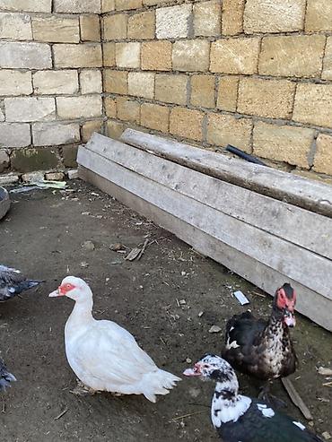 herati fərəsi: Lal ördəklər tam sağlar cavandılar 1 ilin fərələridi, 7 8 aylıqlarda — 6
