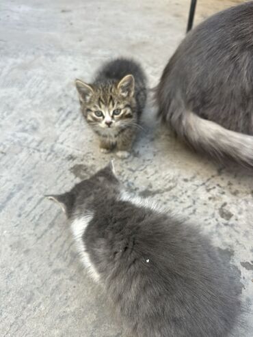 коты купить: Забери котят! Котята, домашние. Несколько малышей разной окраски: -