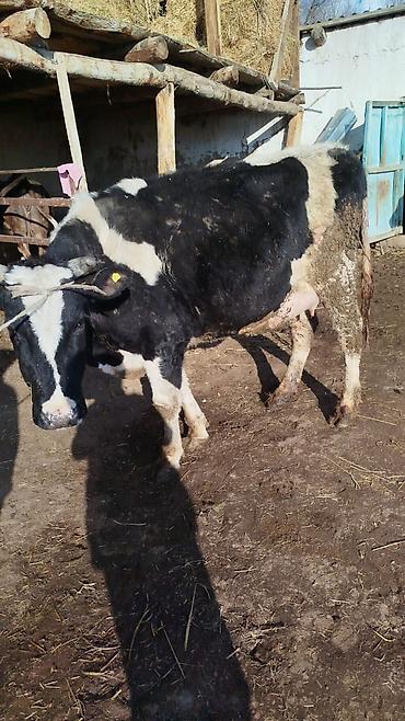 Коровы, быки: Продаю | Корова (самка) | Для молока | Привязанные — 10