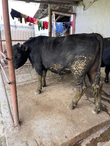 Коровы, быки: Продаю | Бык (самец) | Абердин-ангус | На забой, Для разведения | Привязанные