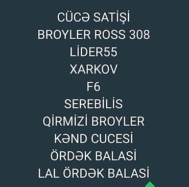 cücə və xoruz təmsil: Toyuq cücələri, Ətlik — 1