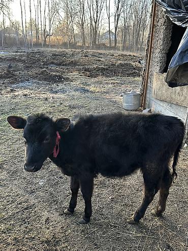 Коровы, быки: Продаю | Корова (самка), Тёлка | Полукровка, Алатауская | Для разведения — 9