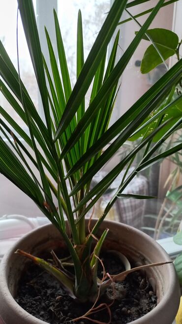 финик пальма: 4 года растению, саженец из Катара города Дохи. Эти цветы росли в
