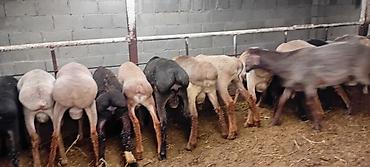 Баран, овца: Продаю | Баран (самец) | Для разведения — 7