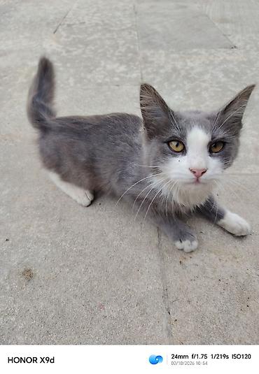 pişik ləvazimatları: ​🐾 Təcili! Çox sevimli və oynaq kütü satılır! 🐾 ​Məşhur Maine Coon və — 6
