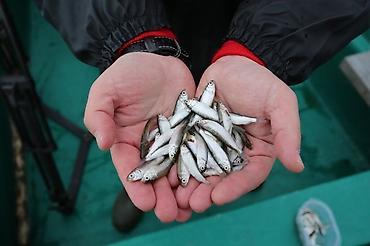 Куплю мальков ( 4-5 см ) любых рыб на корм хищним рыбам по 20 - 25