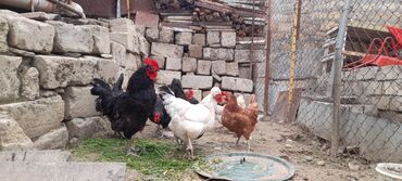 xoruz suvinir: Toyuq, Adler, Yumurtalıq, Ünvandan götürmə