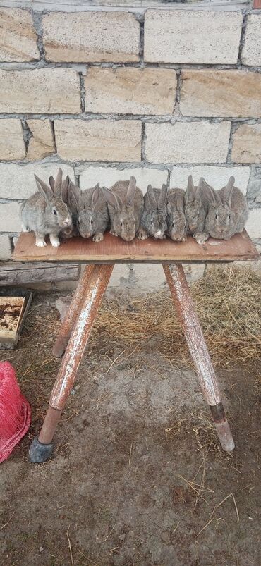 karlik dovşanlar: Dovşanlar