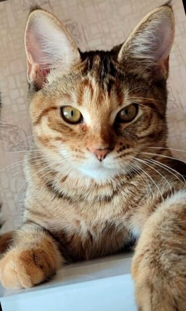 британская короткошерстная кошка золотая шиншилла: Абиссинская, 8 месяцев, Девочка, Золотая шиншилла, Метис, Приучена к лотку, Проглистована