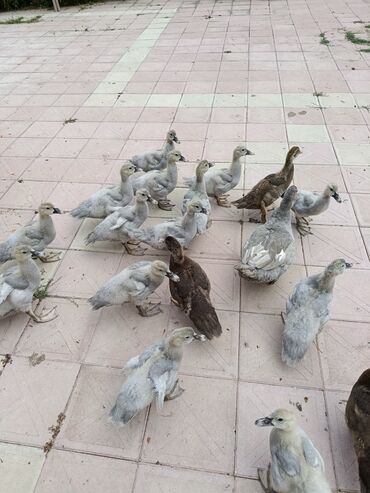 Ördəklər: Lavada ordeyleri satılır temiz qadilar — 2