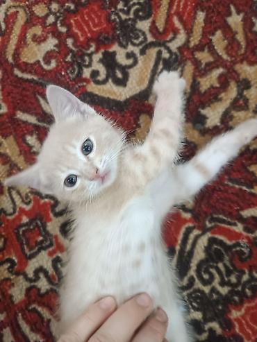 отдают бесплатно: Милые котята 2 мес. 100 сом — 3