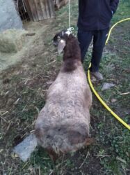 продажа баранов в бишкеке: Сатам | Кочкор (эркек) | Аргын | Союуга, Көбөйтүү үчүн