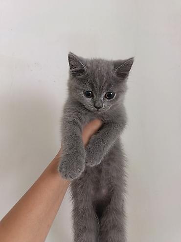 Pişiklər: Şotland, Ünvandan götürmə -da lalafo.az — 8 Pişiklər: Şotland, Ünvandan götürmə — 8