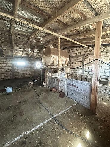 əmlak satışı saytları: Heyvandarlıq təsərrüfatı üçün hazır obyekt - İri sahəli, daş divarlı — 6