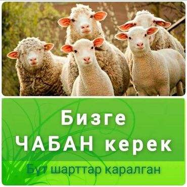 электронный пастух: Срочно Чабан керек айлыгы 20000 сом таласка
