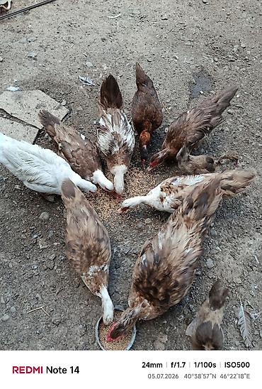 qumru quşu rusca: Karişnivi lal ördək — 1