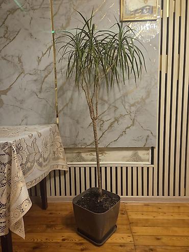 Растения: Dracena marginata (Ejderha ağacı) – otaq bitkisi - Bitki növü — 1