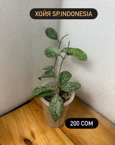 Хойи: Хойя (Hoya) - Хойя публикалис сплэш –Цена: 450 сом. - Хойя Мередити — 7