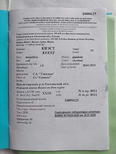 Лошади, кони: Продаю | Жеребенок | Дончак | Для разведения | Племенные — 17