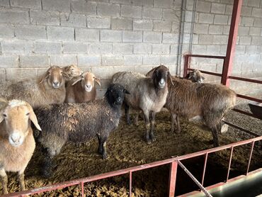 Бараны, овцы: Продаю | Овца (самка) | На забой | Матка, Ярка — 8