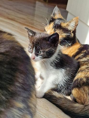 хочу котёнка: Котята — домашние, разного окраса: - рыжие полосатые - трёхцветные — 2