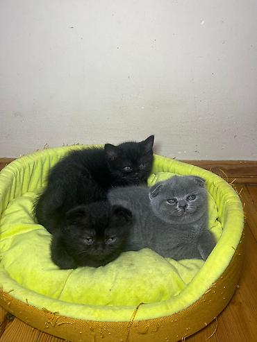 Pişiklər: Şotland — 8