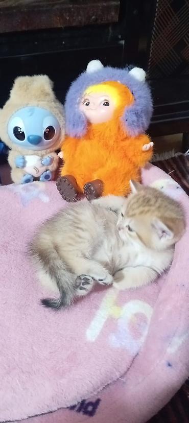 Pişiklər: Britan, Yaxşı əllərə — 40