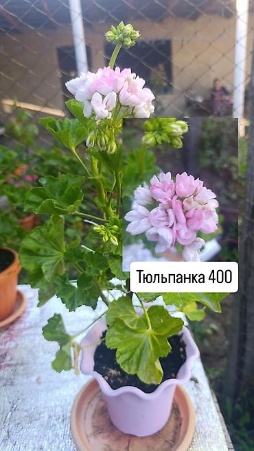 Герани и пеларгонии: Пеларгонии (герани) сортовые в горшках: - Тюльпанка — тюльпановидные — 28
