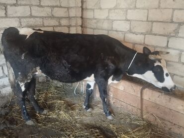 Inəklər, öküzlər: Dişi, il: 4, Südlük, Ünvandan götürmə