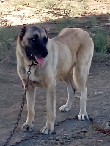 sivas kangal kanqal iti: Kanqal — 3