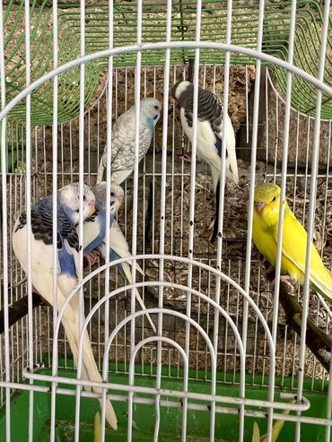 Tutuquşları: Korella erkey disi var 3 ayliq 6-7-9 ayliq hazir cut var korella bala — 6