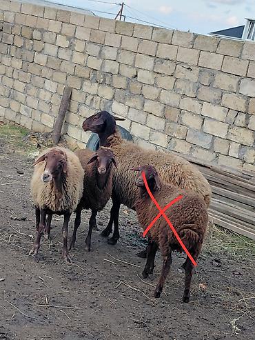 qara qoyun: Dişi, il: 3, Damazlıq, Ünvandan götürmə — 3