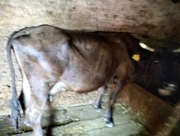 снятся коровы: Продаю | Корова (самка), Тёлка | Алатауская | Для молока