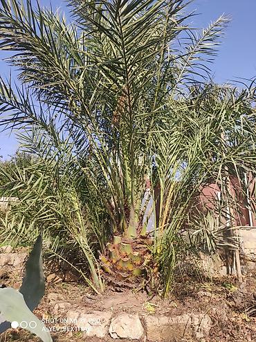 yasəmən agaci: Xurma (xurma xurması) palm ağacı - Növ: Phoenix dactylifera (xurma — 4
