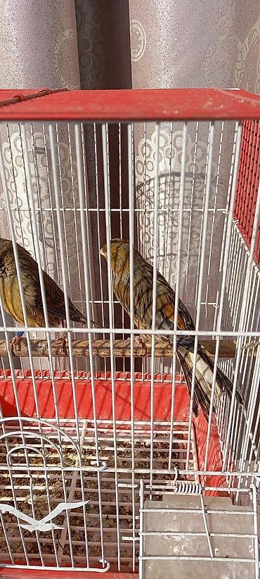 Птицы: Канарейки, попугаи, амадины, голуби! По адресу Абдрахманова315 — 16